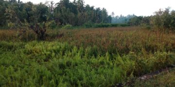 Lahan Tidur Di Samatiga Aceh Barat Akan Diupayakan Menjadi Persawahan Baru