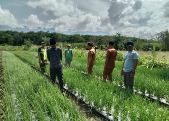 Reje Beserta Aparatur Kampung Rejewali Dan Babinsa Tinjau Lahan Bawang Merah 