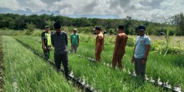 Reje Beserta Aparatur Kampung Rejewali Dan Babinsa Tinjau Lahan Bawang Merah 