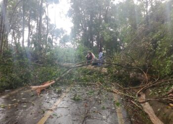 Respon Cepat Polsek Linge Bersihkan Pohon Tumbang, Kini Jalan Nasional Takengon – Blang Kejeren KM 24 Normal Kembali