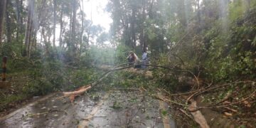 Respon Cepat Polsek Linge Bersihkan Pohon Tumbang, Kini Jalan Nasional Takengon – Blang Kejeren KM 24 Normal Kembali