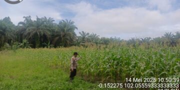 Bhabinkamtibmas Sambangi Kebun Warga, Dukung Program Bergizi dari Presiden RI