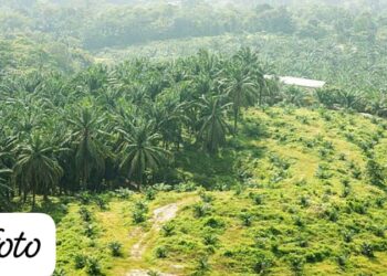 Masyarakat Kecewa Permasalahan PT Laot Bangko Belum Tuntas Setelah Bertahun-Tahun