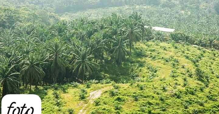 Masyarakat Kecewa Permasalahan PT Laot Bangko Belum Tuntas Setelah Bertahun-Tahun