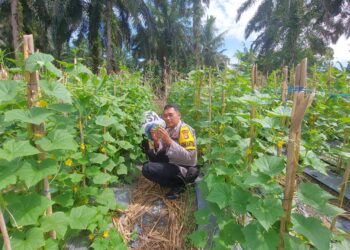 Dukung Ketahanan Pangan, Kapolsek Pangkalan Lesung Sambangi Petani Lewat Bhabinkamtibmas