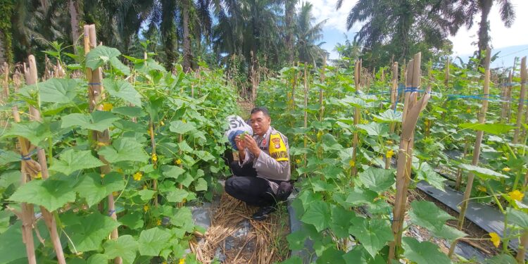 Dukung Ketahanan Pangan, Kapolsek Pangkalan Lesung Sambangi Petani Lewat Bhabinkamtibmas