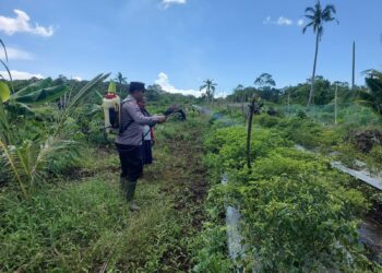 Dukung Ketahanan Pangan, Polisi Penggerak Kuala Kampar Tinjau Lahan Perkarangan Bergizi Warga