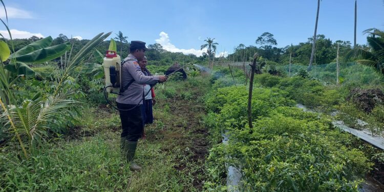 Dukung Ketahanan Pangan, Polisi Penggerak Kuala Kampar Tinjau Lahan Perkarangan Bergizi Warga