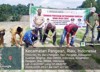 Polsek Pangean Bersama Forkopimcam dan Masyarakat Tanam Jagung Pakan Dukung Program Asta Cita