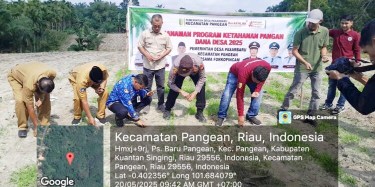 Polsek Pangean Bersama Forkopimcam dan Masyarakat Tanam Jagung Pakan Dukung Program Asta Cita