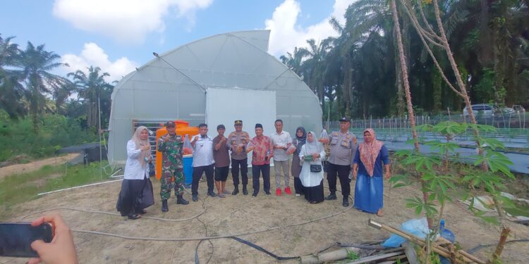 Dukung Ketahanan Pangan, Polsek Pangkalan Lesung Hadiri Panen Perdana Cabai di Green House Mayang Garden