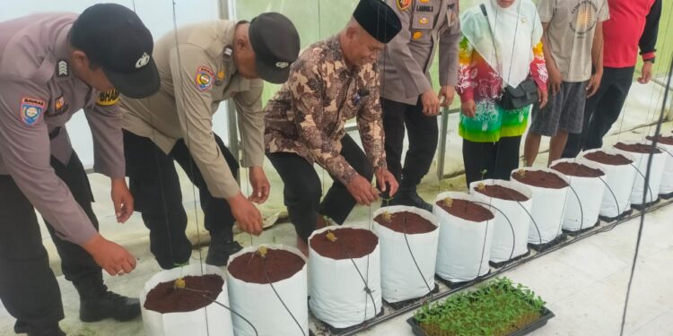 Kapolsek Pangkalan Lesung Hadiri Penanaman dan Penyerahan Bibit Melon untuk Petani Lokal