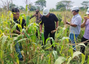 Panen Perdana Jagung, Sinergi Polisi Perusahaan, dan Warga Dukung Ketahanan Pangan 2025