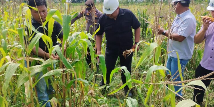 Panen Perdana Jagung, Sinergi Polisi Perusahaan, dan Warga Dukung Ketahanan Pangan 2025