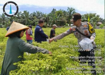Polsek Langgam Dukung Ketahanan Pangan Petani, Bhabinkamtibmas Hadiri Panen Cabe Rawit di Desa Langkan