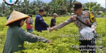 Polsek Langgam Dukung Ketahanan Pangan Petani, Bhabinkamtibmas Hadiri Panen Cabe Rawit di Desa Langkan