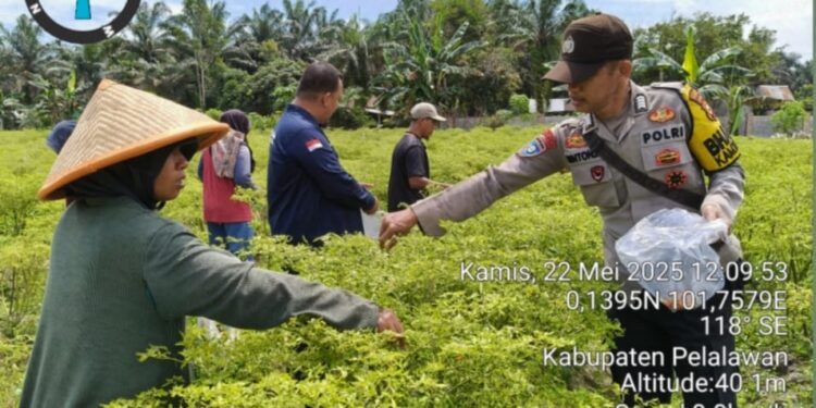Polsek Langgam Dukung Ketahanan Pangan Petani, Bhabinkamtibmas Hadiri Panen Cabe Rawit di Desa Langkan