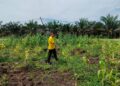 Kapolsek Bunut Tinjau Lahan Ketahanan Pangan di PT. Agri Palma Lestari