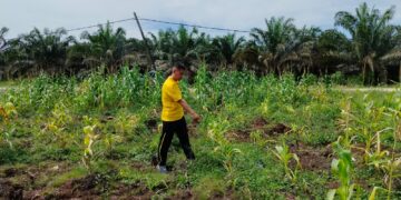 Kapolsek Bunut Tinjau Lahan Ketahanan Pangan di PT. Agri Palma Lestari