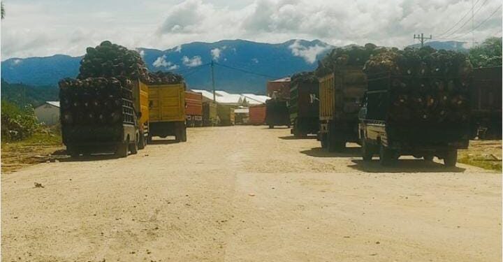 PKS MSB II Abaikan Himbauan Pemerintah Kota Subulussalam, Tetap Beroperasi Tanpa Izin Lengkap