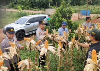 Kabag SDM Polres Banyuasin Tinjau Lokasi Pra Panen Jagung Di Desa Sungai Rengit Murni 