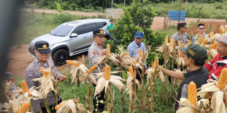 Kabag SDM Polres Banyuasin Tinjau Lokasi Pra Panen Jagung Di Desa Sungai Rengit Murni 