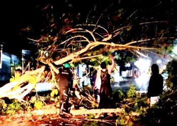 Dalam Hujan BPBD Langsa Evakuasi Pohon Tumbang