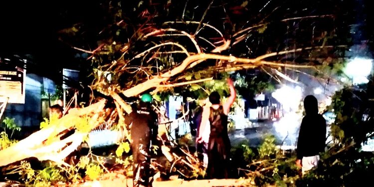 Dalam Hujan BPBD Langsa Evakuasi Pohon Tumbang