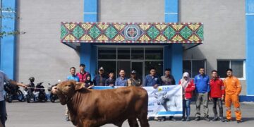 Jelang Idul Adha, Ketua Forum Kabupaten Bersama Ketua Forum Reje Silhnara Terima Seekor Sapi Dari PLTA