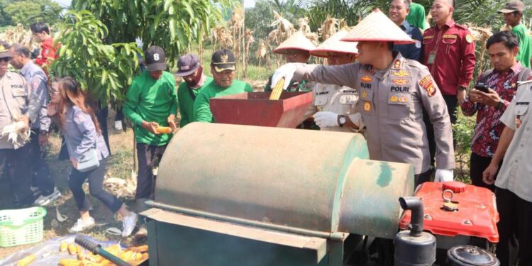 Bupati Askolani Heran, Panen Jagung Polres Banyuasin Subur Dan Besar Semua