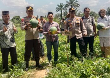 Kapolres Subulussalam Hadiri Panen Raya Semangka di Desa Sukamakmur 