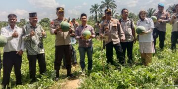 Kapolres Subulussalam Hadiri Panen Raya Semangka di Desa Sukamakmur 