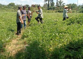 Bumdes Desa Sukamakmur Sukses Gelar Panen Raya Semangka, Meraup Puluhan Juta