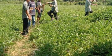 Bumdes Desa Sukamakmur Sukses Gelar Panen Raya Semangka, Meraup Puluhan Juta
