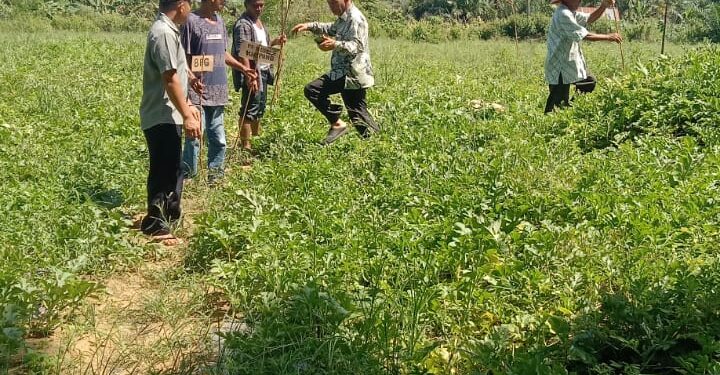 Bumdes Desa Sukamakmur Sukses Gelar Panen Raya Semangka, Meraup Puluhan Juta