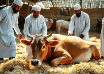 MPU Aceh Singkil Diminta Kawal Penyelenggaraan Kurban Sesuai Syariat