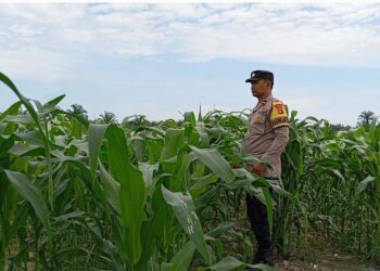 Polsek Pangkalan Kerinci Pantau Lahan Jagung Warga, Ini Hasilnya