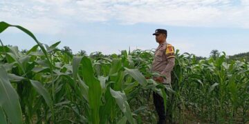 Polsek Pangkalan Kerinci Pantau Lahan Jagung Warga, Ini Hasilnya