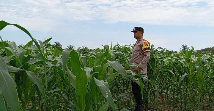 Polsek Pangkalan Kerinci Pantau Lahan Jagung Warga, Ini Hasilnya