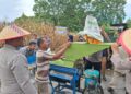 Panen Raya Jagung Binaan Polres Aceh Tengah Capai Hasil 36 Ton Di Kampung Mulie