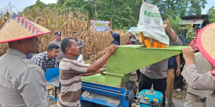 Panen Raya Jagung Binaan Polres Aceh Tengah Capai Hasil 36 Ton Di Kampung Mulie