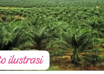 PT Laot Bangko Bungkam Terkait Dugaan Penyerobotan Lahan, Tokoh Penanggalan Tantang Adu Data