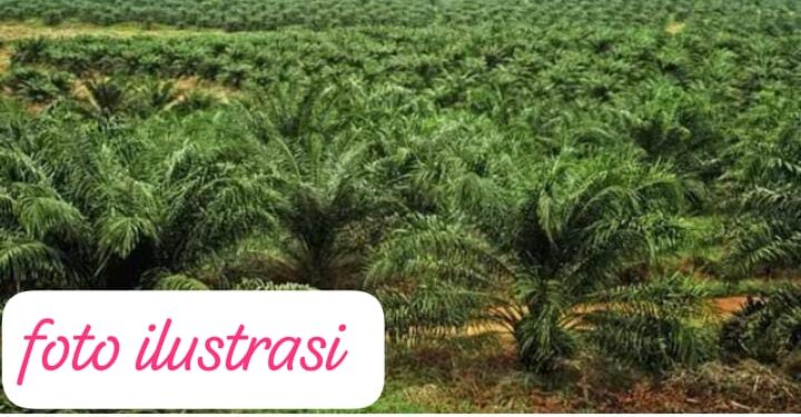 PT Laot Bangko Bungkam Terkait Dugaan Penyerobotan Lahan, Tokoh Penanggalan Tantang Adu Data