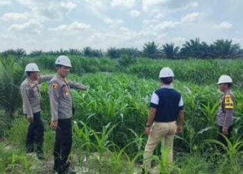 Kapolsek Betung Pimpin Pengecekan Lahan Jagung Kerjasama Polri, Kementrian Dan Perusahaan