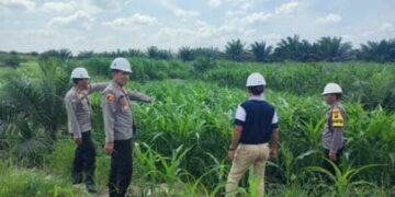 Kapolsek Betung Pimpin Pengecekan Lahan Jagung Kerjasama Polri, Kementrian Dan Perusahaan