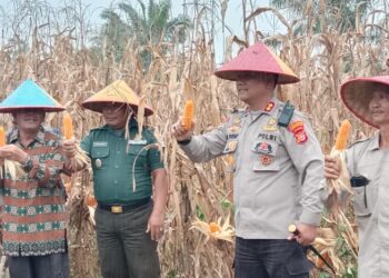 Polres Subulussalam Gelar Panen Serentak Jagung Kuartal II, Terhubung Langsung Dengan Kapolri
