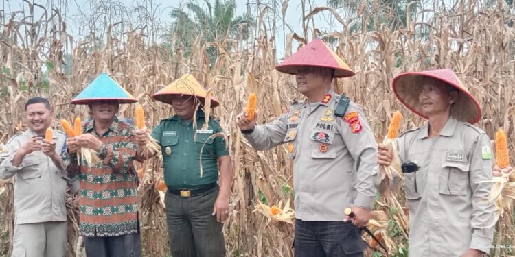 Polres Subulussalam Gelar Panen Serentak Jagung Kuartal II, Terhubung Langsung Dengan Kapolri
