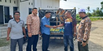 RSUD Langsa Serahkan Seekor Sapi Qurban ke PWI