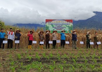 Panen Raya Jagung Serentak Kuartal II, Ground Breaking Di Aceh Tenggara Tahun 2025
