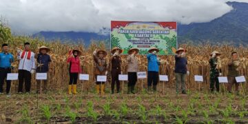 Panen Raya Jagung Serentak Kuartal II, Ground Breaking Di Aceh Tenggara Tahun 2025